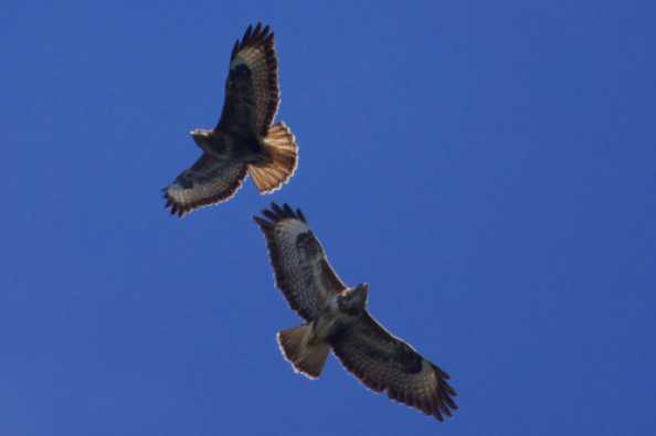 16 July 2020 - 15-02-23

----------------------------
Two buzzards over Dartmouth
